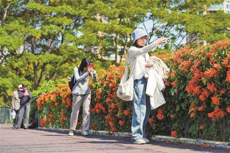 橙红瀑布”倾泻 市民踏春打卡“醉”花间尊龙凯时链接炮仗花怒放 美“炸”了！“