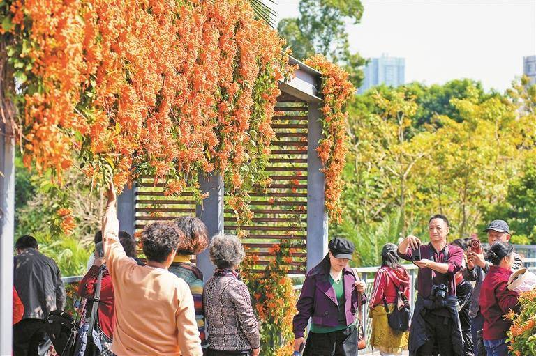 橙红瀑布”倾泻 市民踏春打卡“醉”花间尊龙凯时链接炮仗花怒放 美“炸”了！“(图4)
